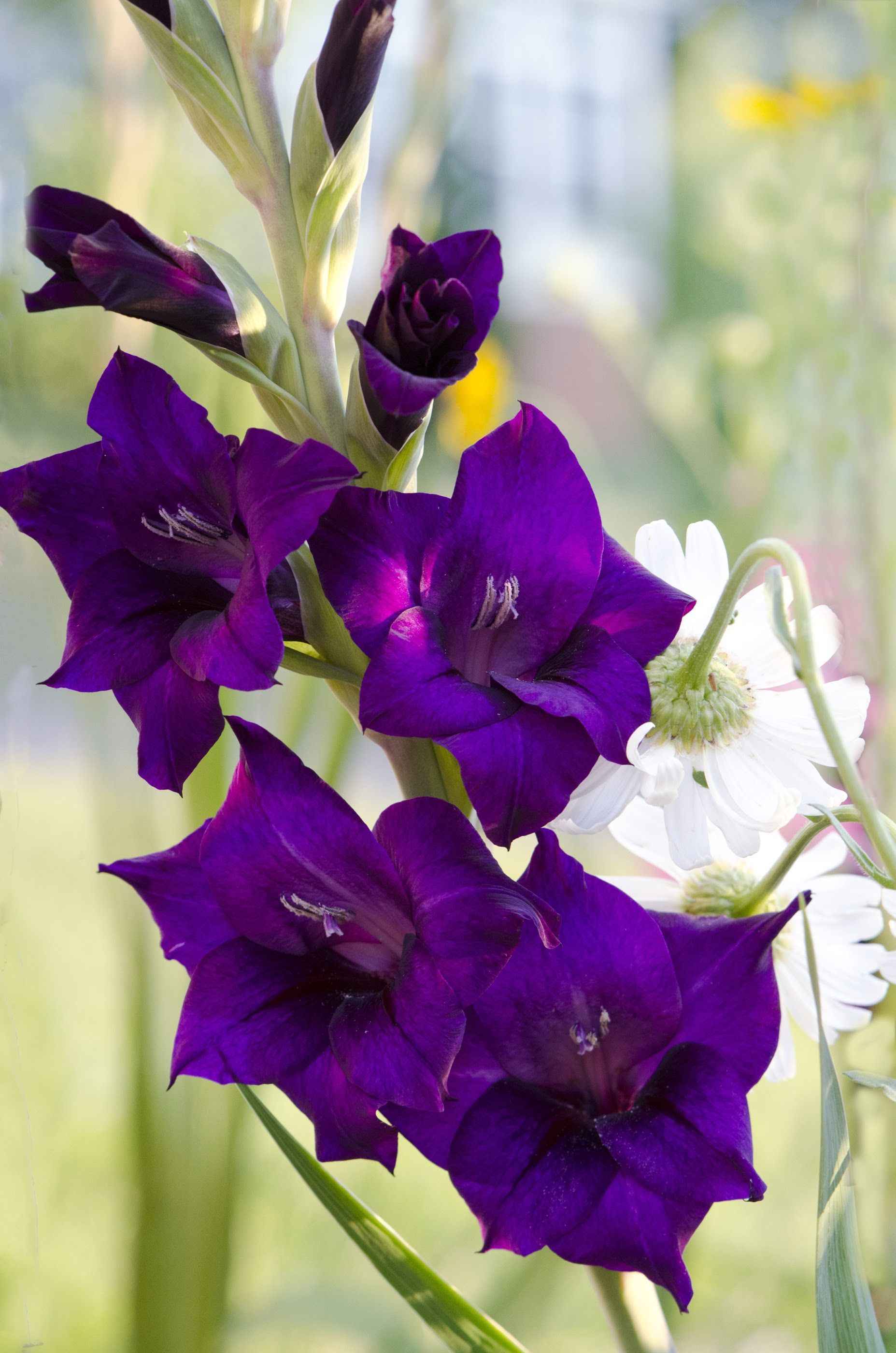 Gladiole Purple Bulbi Gladiole Cu Flori Mari Catifelate De